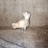 مرغ گلین|حیوانات مزرعه|شیروان (خراسان), |دیوار