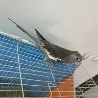 جوجه عروس هلندی