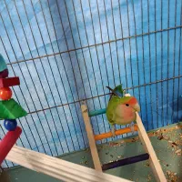 طوطی برزیلی|پرنده|تاکستان, |دیوار