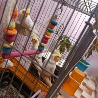 عروس هلندی مولد|پرنده|نورآباد, |دیوار