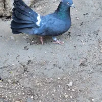 دمچتری ماده