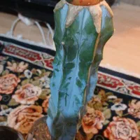 کاکتوس آستریاس ابلق دفرمه باتنه جوش ابلق پایه قوی