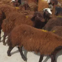 بره نر پشم کهنه بره نر صحرایی
