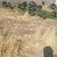 فروش ۳۵عدد بوقلمون