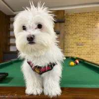 واگذاری فوری پامر مانتیپو