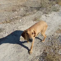 سگ نژاد دار