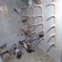 پرنده