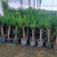 فروش یوکا خرده و عمده در تهران|گل و گیاه طبیعی|ری, سیزده آبان|دیوار