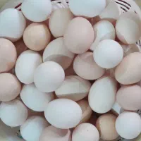 تخم مرغ محلی کاملا ارگانیک