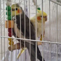 عروس هلندی