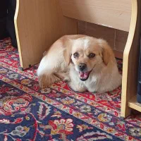 سگ شیتزو پوز روباهی