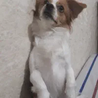 به دلیل مهاجرت‌دوتاپامر روباهی اصیل|سگ|مشهد, رستگار|دیوار