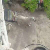 سگ ماده خوب جوان گوسفندی نگهبان