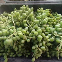 آبغوره و غوره تازه 100در 100طبیعی|خوردنی و آشامیدنی|مرودشت, علی‌آباد‎|دیوار