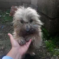 سگ پشمالود|سگ|رودسر, |دیوار