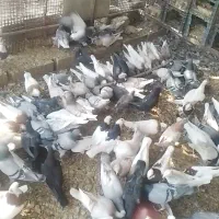 تعدادی کبوتر|پرنده|جویم, |دیوار