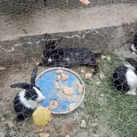 خر گوش|موش و خرگوش|سراوان, |دیوار