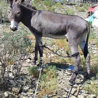 خر نر و سرحال