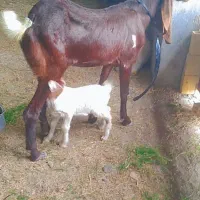 بز پاکستانی