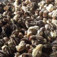جوجه بلدرچین ژاپنی ، اردک پکنی ، جوجه محلی