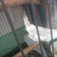 جفت عروس البینو|پرنده|رشت, جماران|دیوار