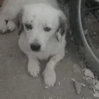 واگزاری سگ اشپیتز