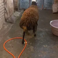 دوعدد قوچ بی گوش اصیل|حیوانات مزرعه|سیلاخور, |دیوار