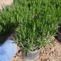 فروش عمده گل رزماری مناسب برای فضای سبز