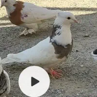 طوقی|پرنده|محمدشهر, سیدآباد|دیوار