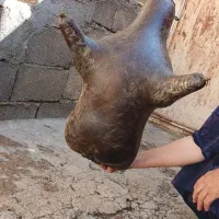 هیزه گوسفندی.سبزی خورشتیی و...|خوردنی و آشامیدنی|شباب, |دیوار