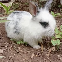 بچه خرگوش دورگ
