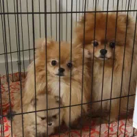 سگ پامرین خرسی