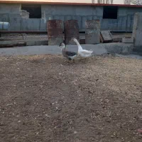 قوغاز|حیوانات مزرعه|ایواوغلی, |دیوار