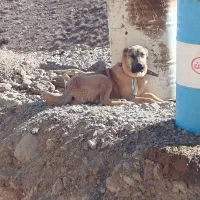 سگ سرابی|سگ|خوسف, |دیوار