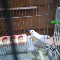 یک جفت فنچ به همراه وسایل
