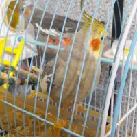 فروش عروس هلندی|پرنده|سنندج, |دیوار