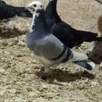 کفتر پلنگ جلک. سبز