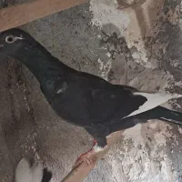 قره مینا