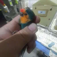 فنچ طوطیوار ماده آماده. گلدین