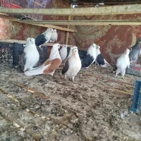 کبوتر دوکت|پرنده|نقده, |دیوار
