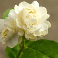 انواع گل یاس