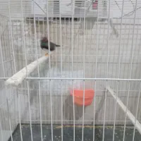 فنچ لپ سیاه نر|پرنده|مشهد, نیزه|دیوار