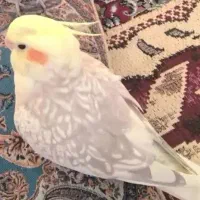 عروس ماده بالغ سالم