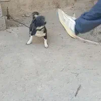 سگ پاکوتا