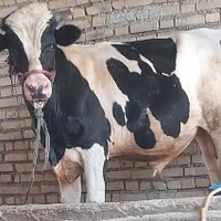 گاونر یاهمان گوسال