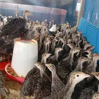 نمیچه بوقلمون یک ماه دوماه|حیوانات مزرعه|تهران, چیتگر جنوبی|دیوار