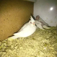 فروش جوجه عروس هلندی آلبینو و وایت فیس