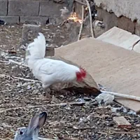 خروس و شاخدار|حیوانات مزرعه|چمران, |دیوار