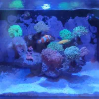 آکواریوم آب شور کامل