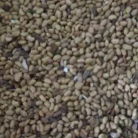 بذر یونجه همدان